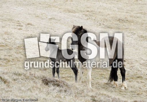 Islandpferde (8 von 50).jpg